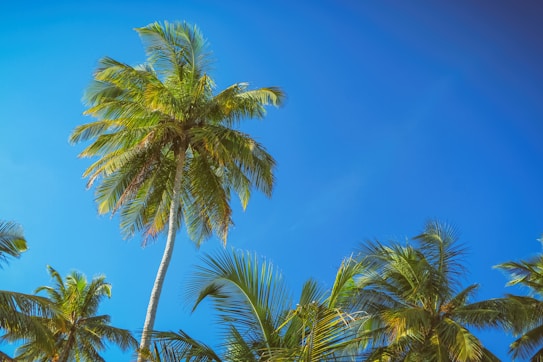 A clear blue sky serves as the backdrop for several tall palm trees with lush green fronds. The tallest palm tree stands prominently in the center, its leaves swaying gently. The scene suggests a tropical, warm setting.