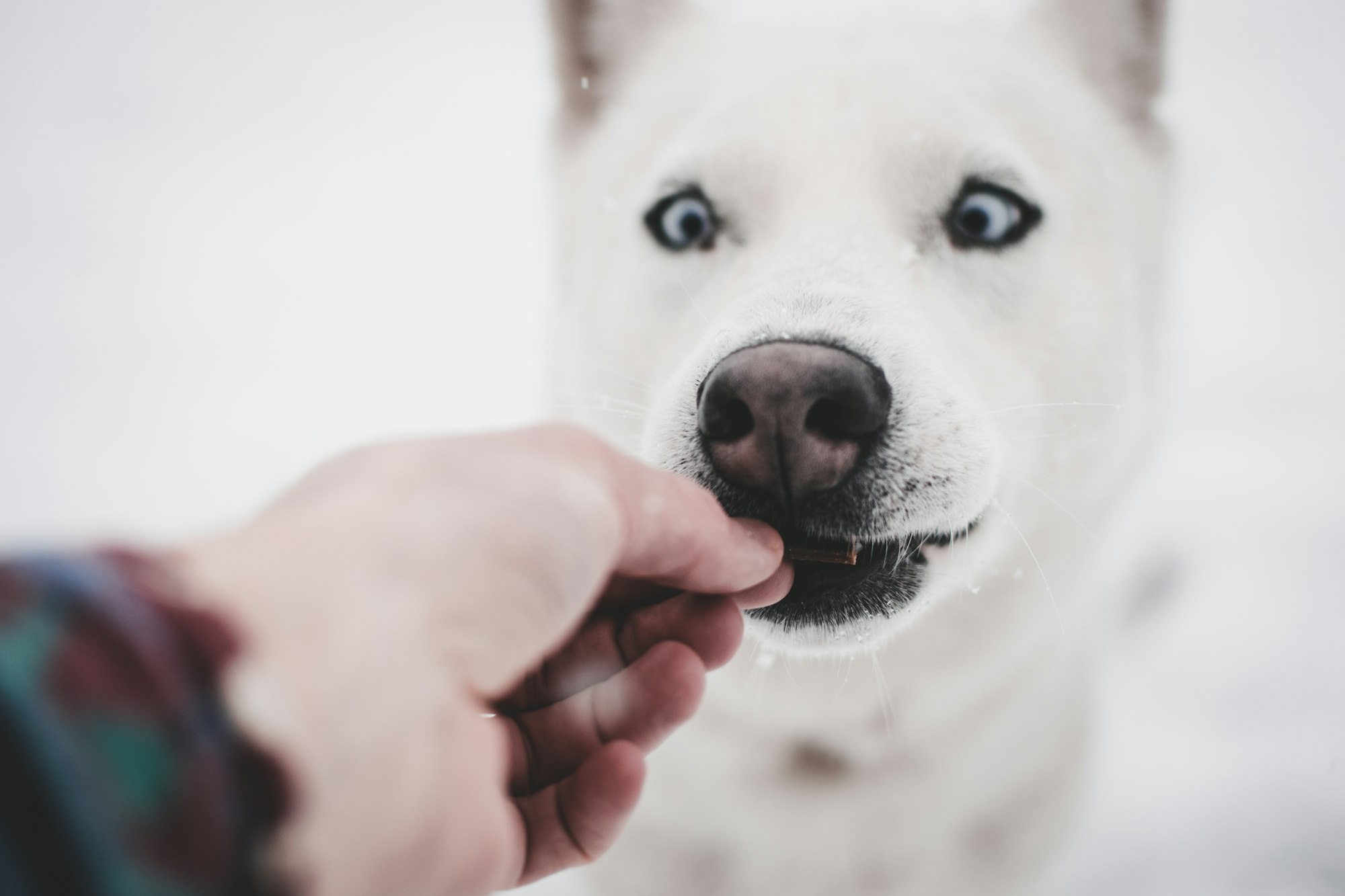 Delicious and Nutritious: 3 Homemade Dog Treat Recipes to Keep Your Pup Happy and Healthy