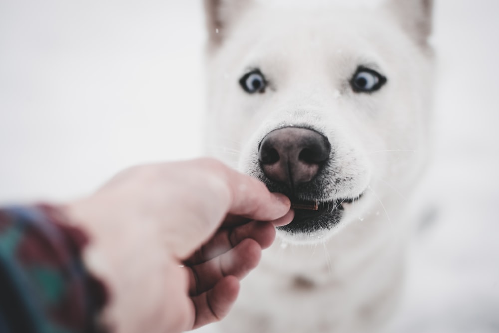 person feeding dog during daytime