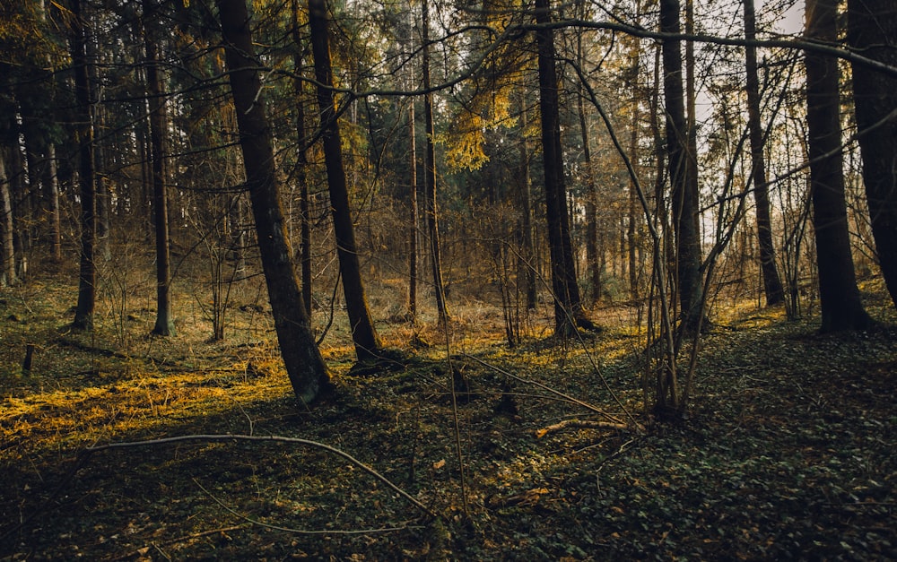 trees at forest during daytime