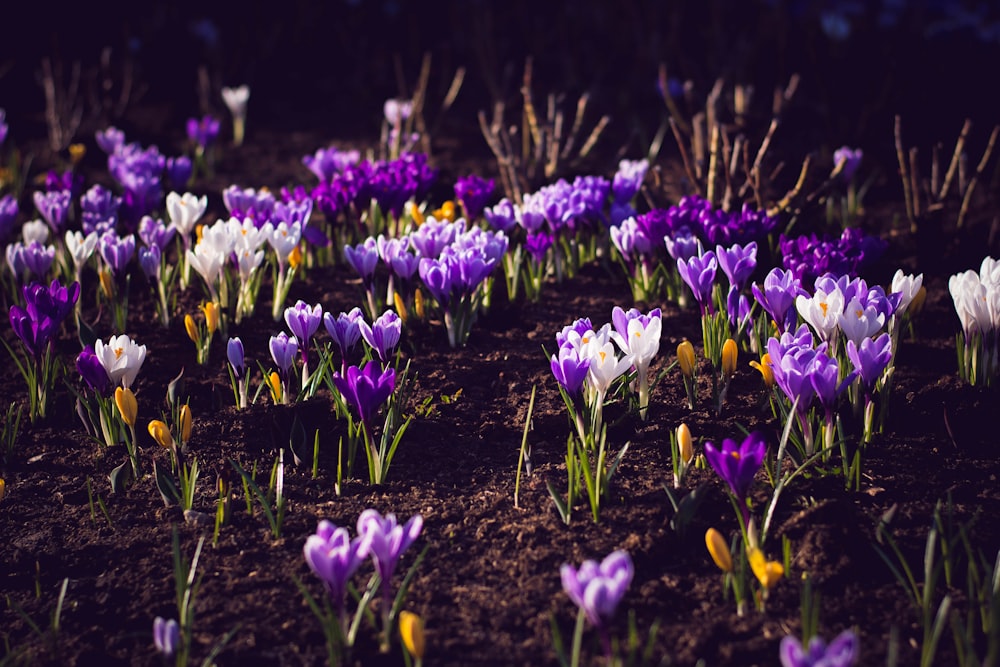 fleurs aux pétales violets et roses