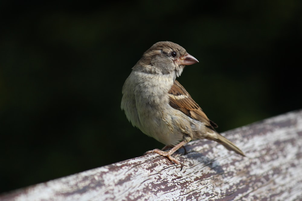 chipping sparrow on brown board