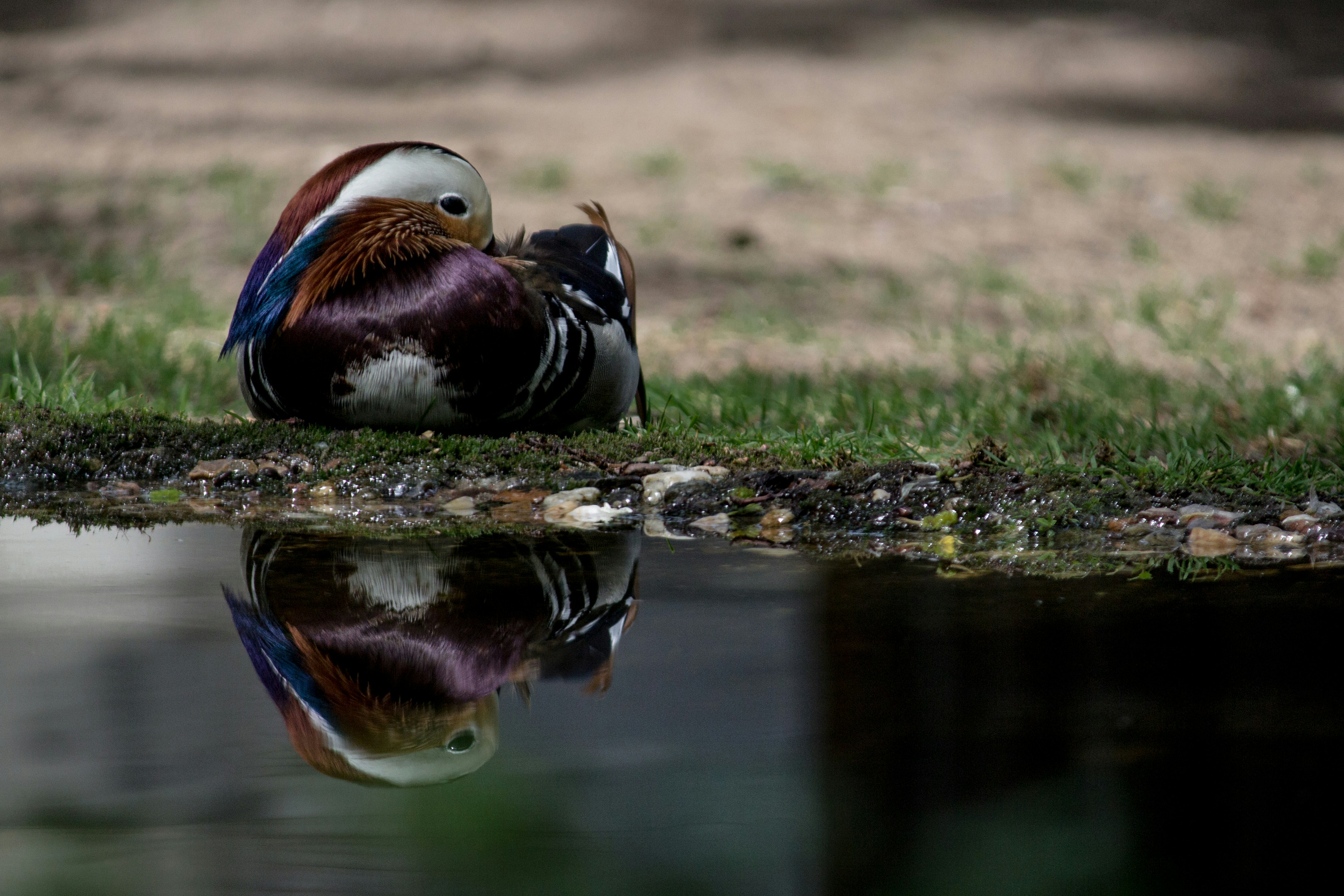 gray and purple bird on ground beside body of water at daytime duck zoom background