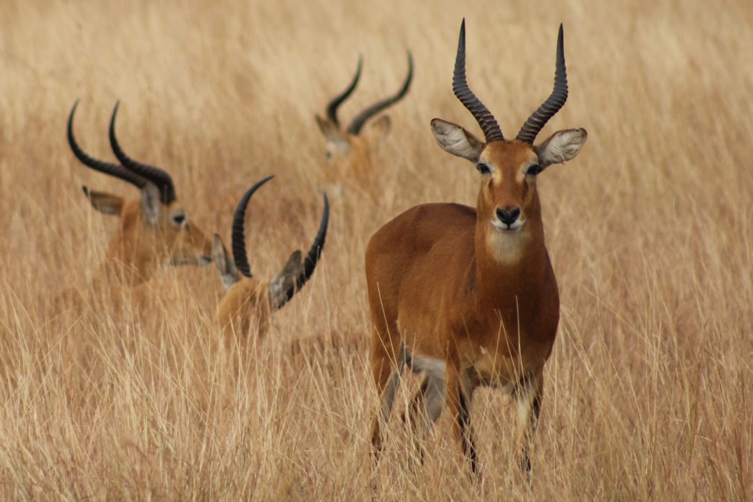 four antelopes on safari