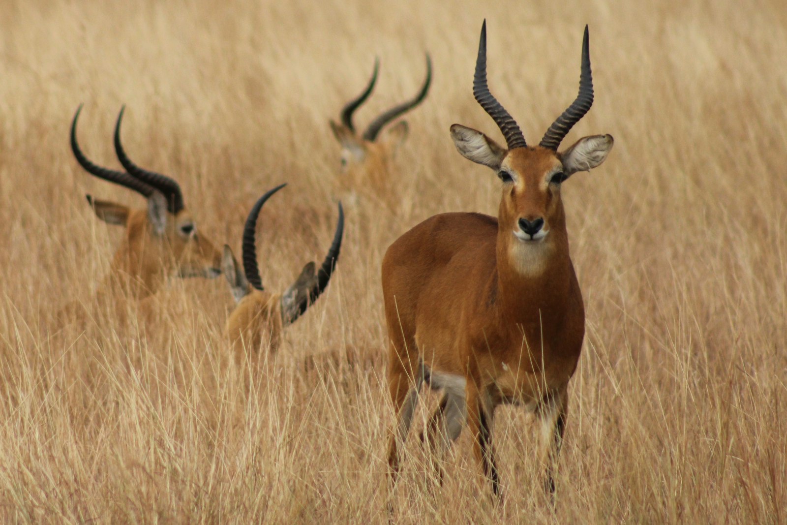 Canon EOS 550D (EOS Rebel T2i / EOS Kiss X4) + Canon EF 75-300mm f/4-5.6 sample photo. Four antelopes on safari photography