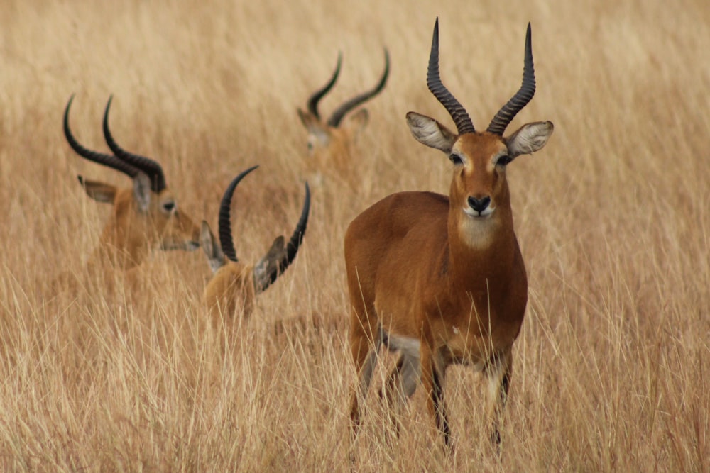 four antelopes on safari