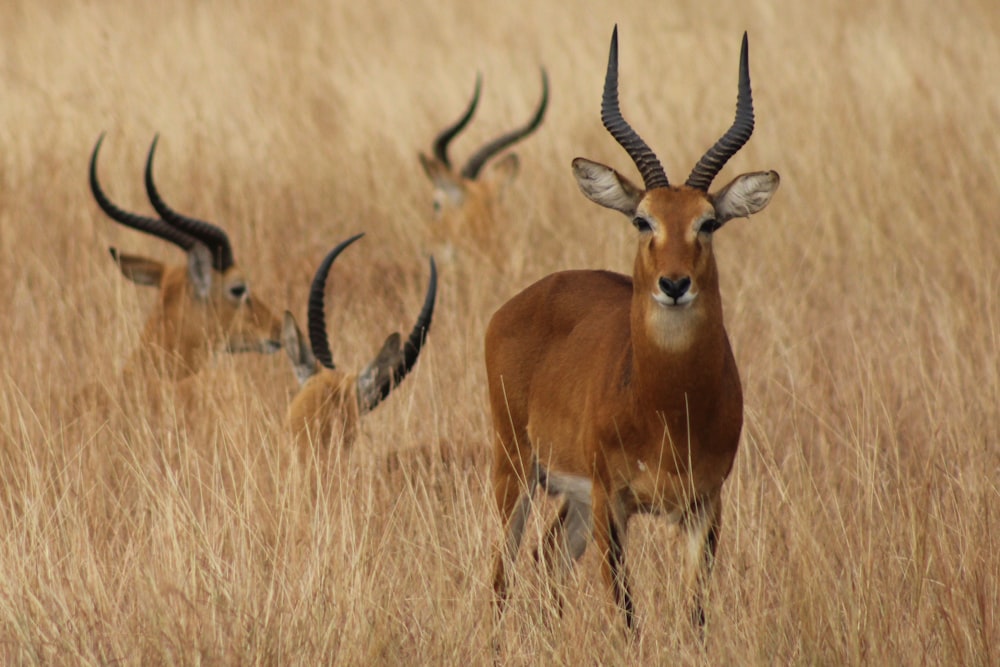 Vier Antilopen auf Safari