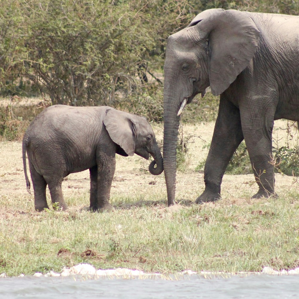 수역 근처의 풀밭에 서 있는 코끼리 두 마리