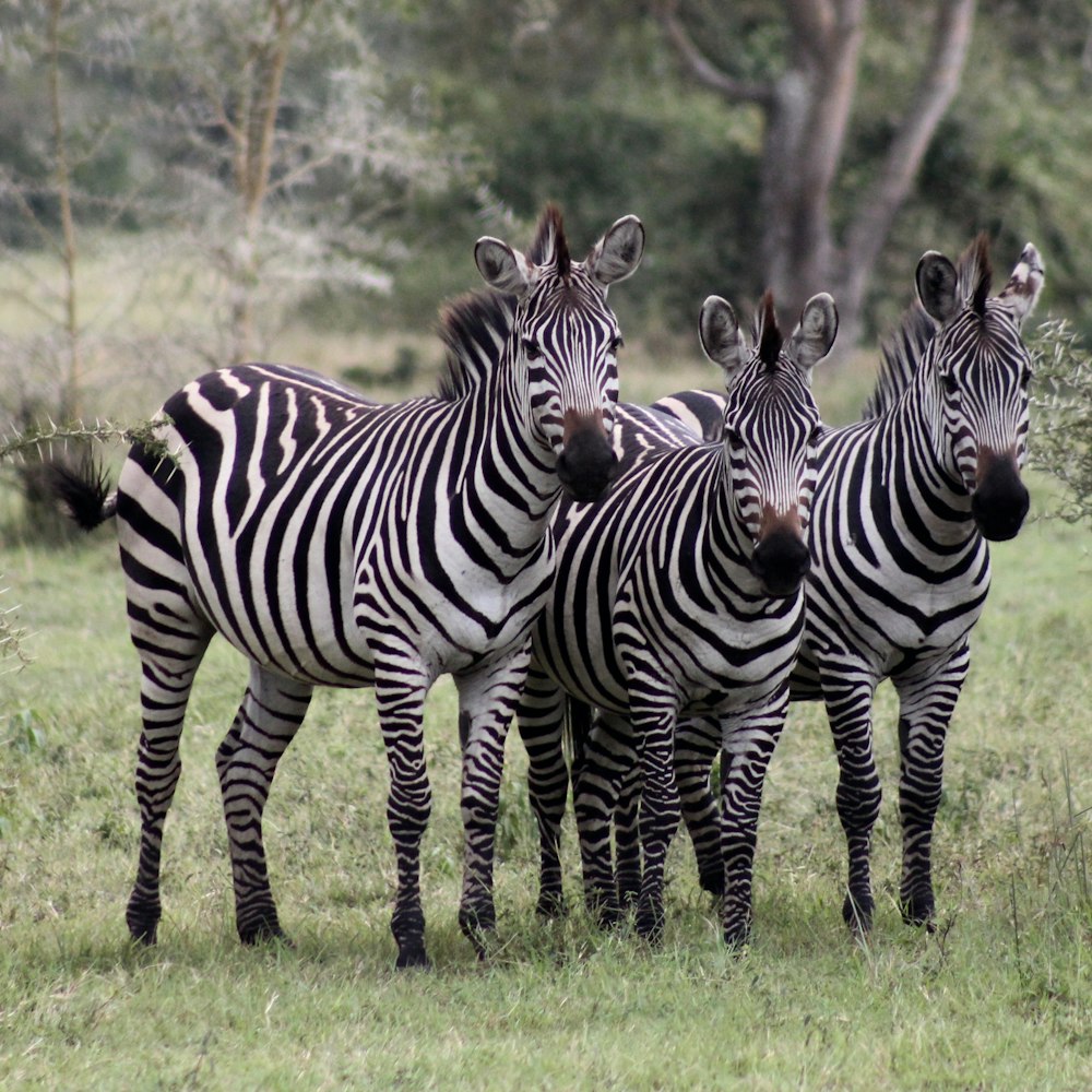tre zebre in piedi sul campo di erba