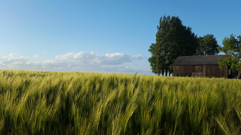 green grass field under blue sky