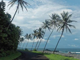 Passengers enjoying a scenic coastal drive with palm trees lining the road.