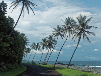 Passengers enjoying a scenic coastal drive with palm trees lining the road.