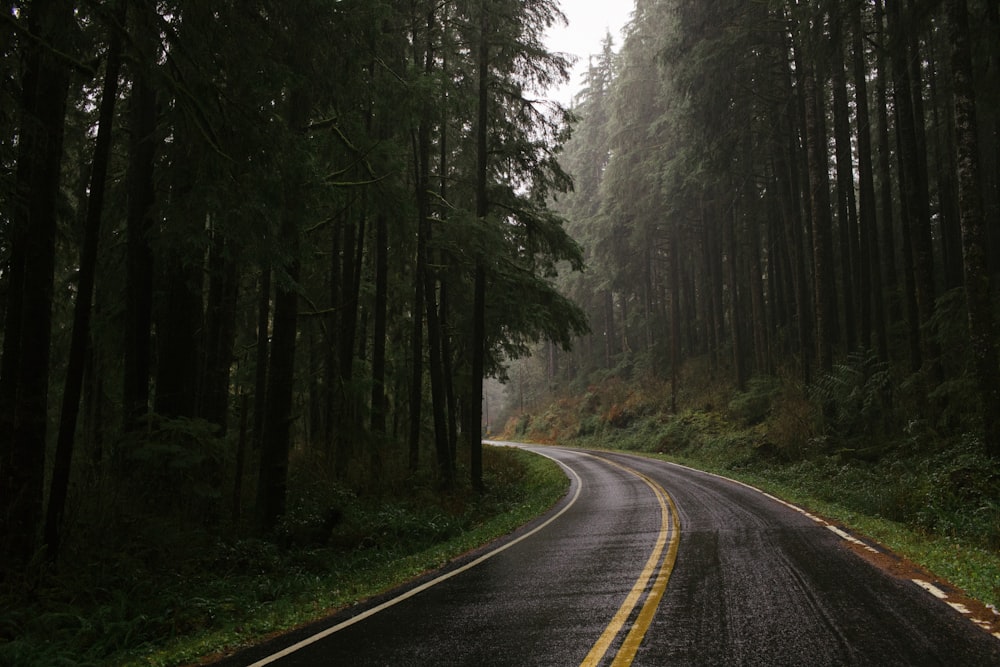 strada vuota tra la foresta