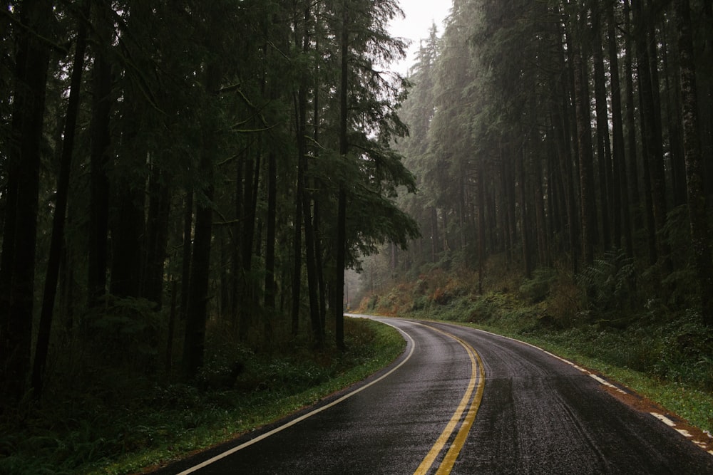 Carretera vacía entre bosques