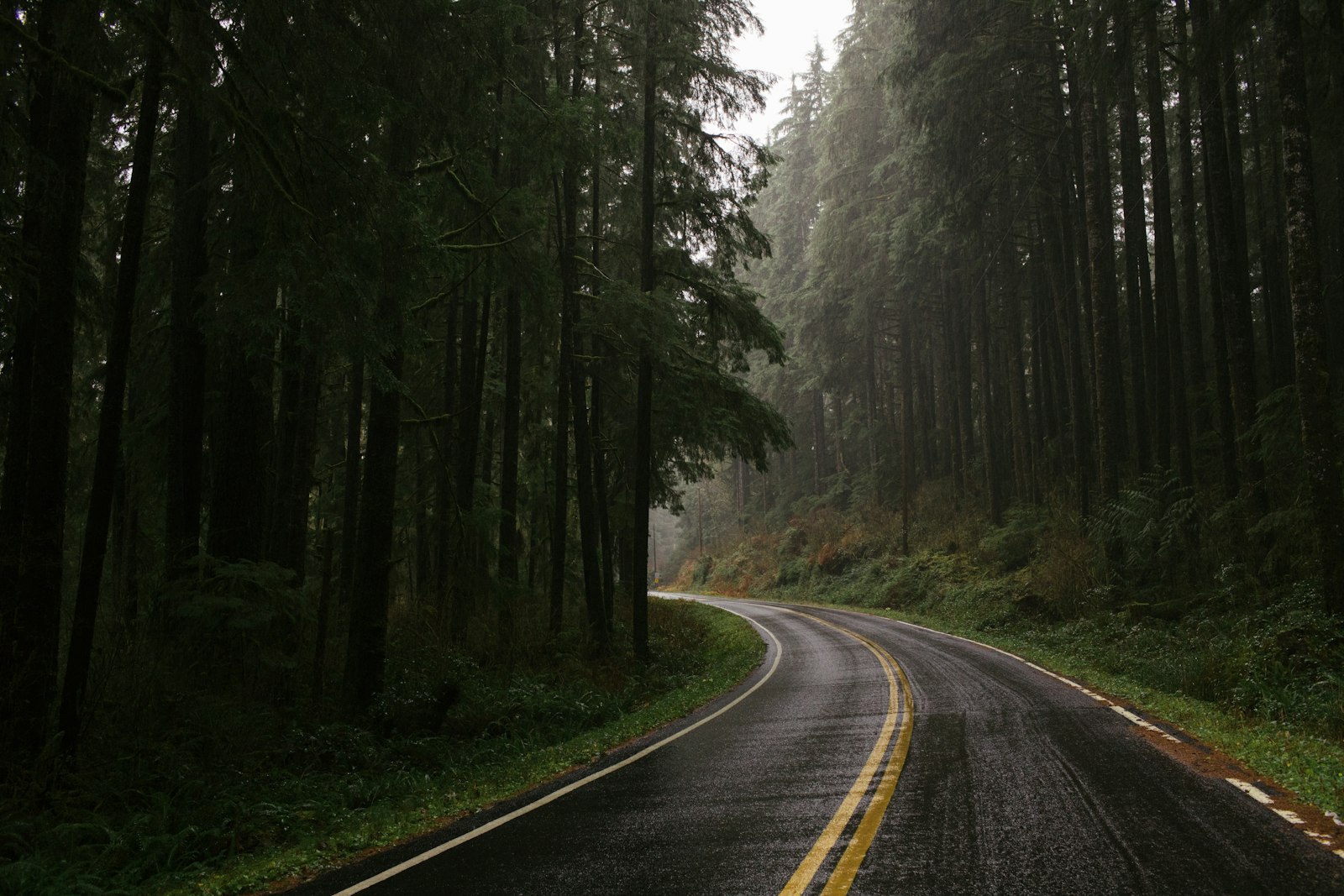 Canon EOS 5D Mark IV + Canon EF 35mm F1.4L USM sample photo. Empty road between forest photography