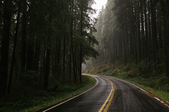 empty road between forest in Olympic National Forest United States