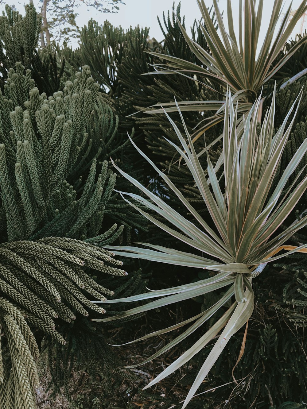 a close up of a bunch of plants near one another