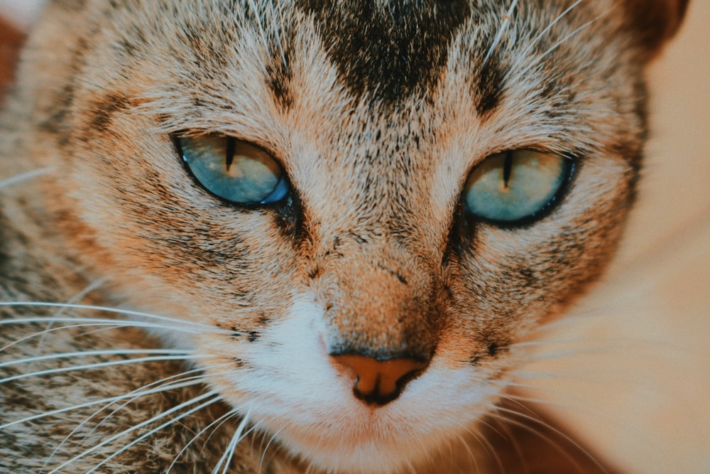 macro photography of short-coated brown cat