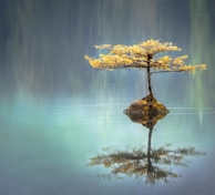 yellow leaf tree between calm body of water at daytime