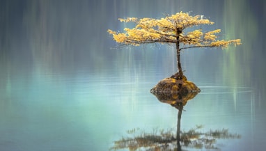 yellow leaf tree between calm body of water at daytime