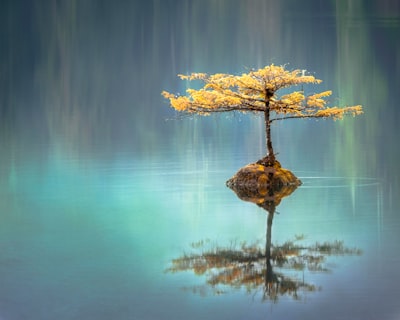 yellow leaf tree between calm body of water at daytime calm teams background
