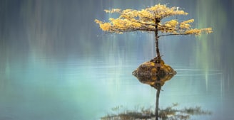 yellow leaf tree between calm body of water at daytime