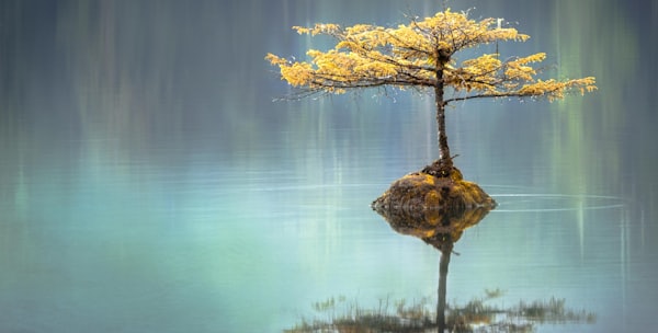 yellow leaf tree between calm body of water at daytime