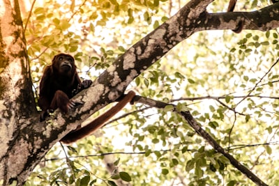 brown monkey climbing on tree crazy google meet background