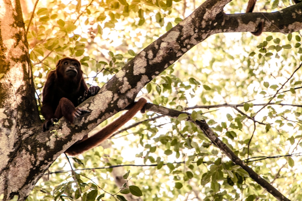 brown monkey climbing on tree