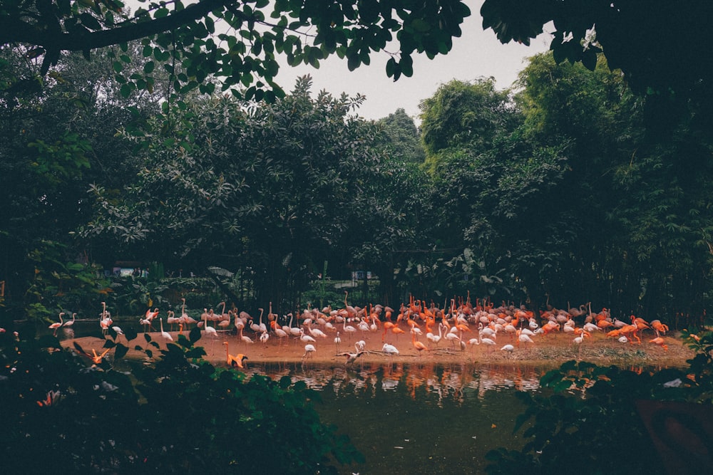 flock of flamingos during daytime