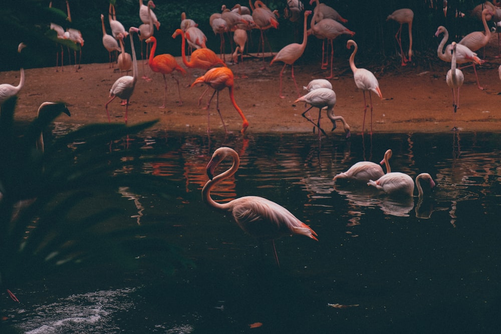 flock of flamingos on water and sand during golden hour