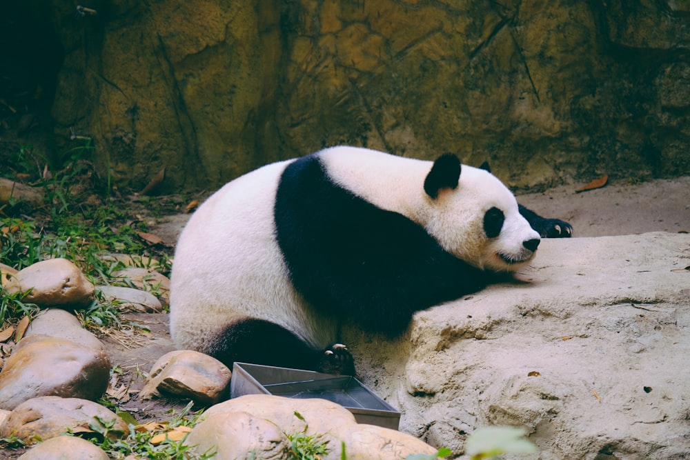 white panda lying on rock
