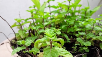 A close-up of a healthy plant with sensors.