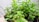 A close-up of a healthy green plant in a pot.