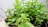 A close-up of a healthy green plant in a pot.
