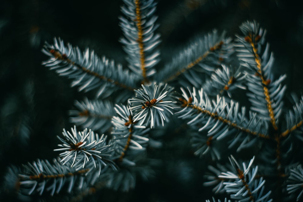 closeup view of tree leaves