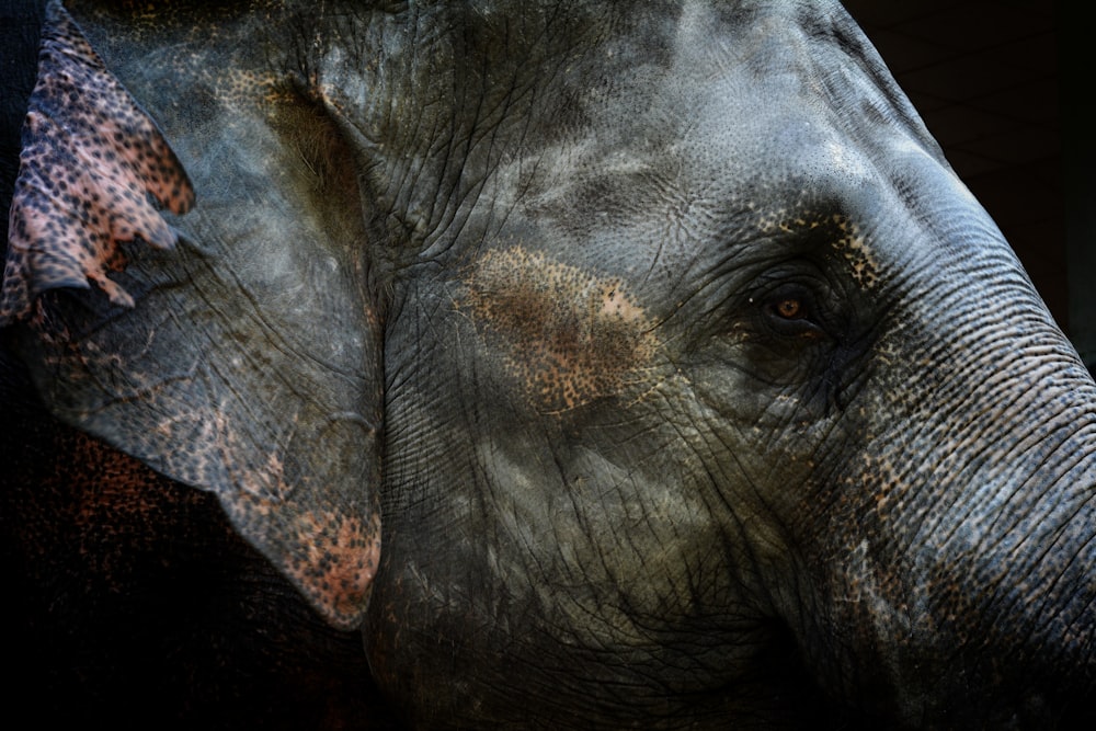 회색 코끼리 머리의 초점이 맞춰진 사진