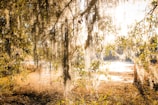 Sunlight filtering through Spanish moss draping ancient live oaks on a sea island path