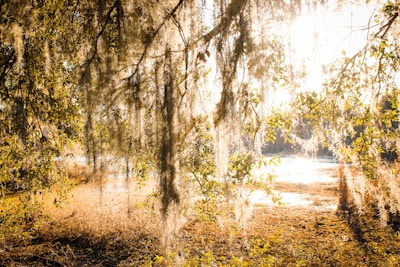 Sunlight filtering through Spanish moss draping ancient live oaks on a sea island path
