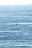 Sunlight reflecting on gentle ocean waves with whales visible in the distance.