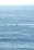 A serene ocean view with a whale breaching the surface, surrounded by blue water.