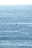 A serene ocean view with a whale breaching the surface, surrounded by blue water.