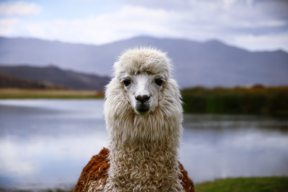 selective focus photography of white animal