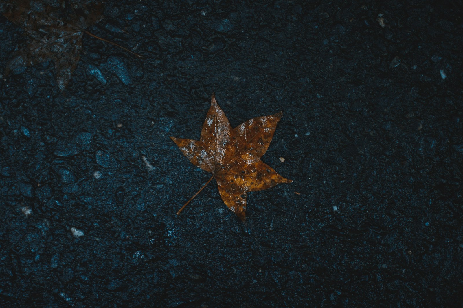Canon EOS 750D (EOS Rebel T6i / EOS Kiss X8i) + Sigma 30mm F1.4 EX DC HSM sample photo. Brown maple leaf photography