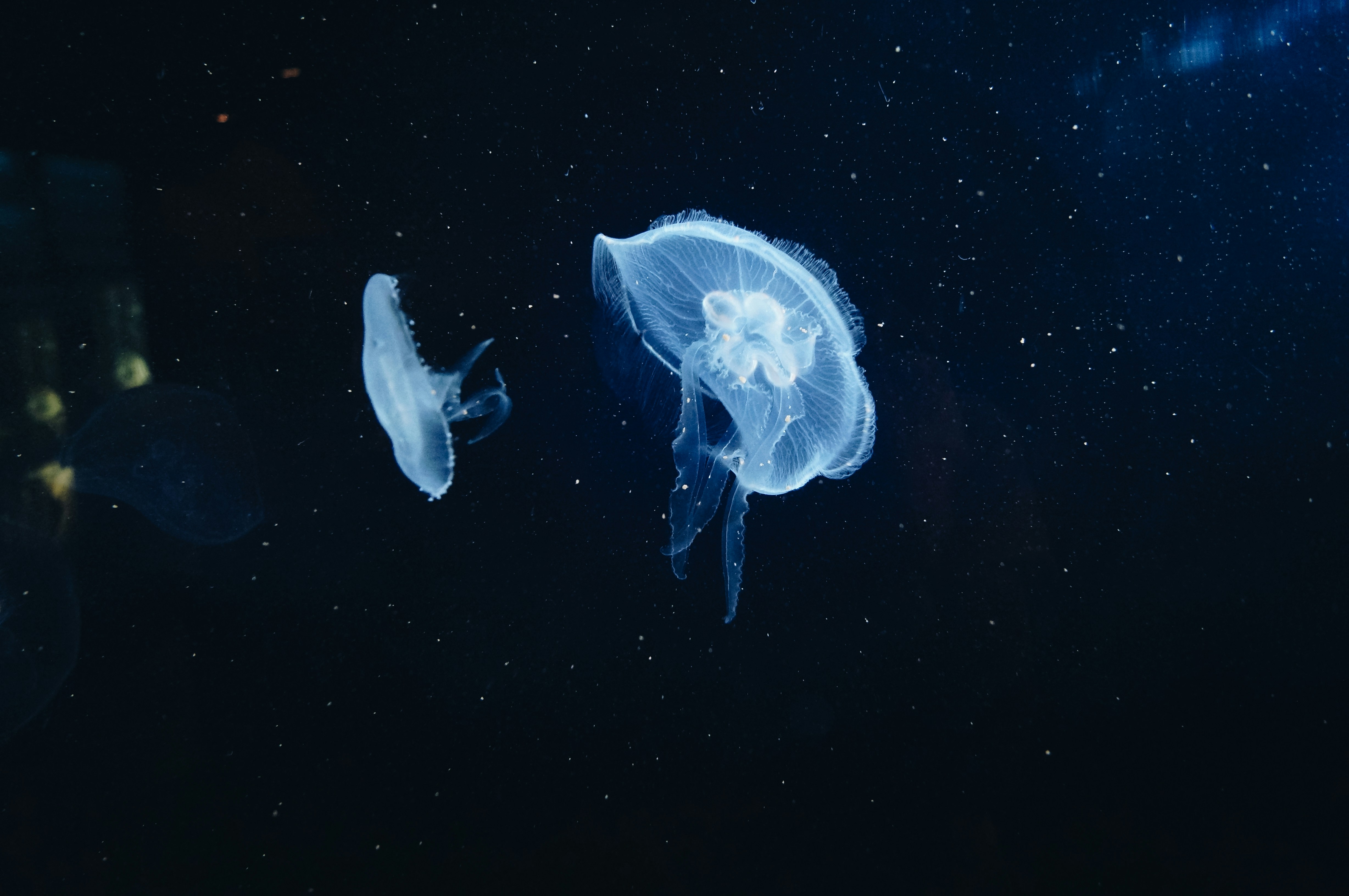 The Mind Map Revolution: Visual Learning for Linear Thinkers