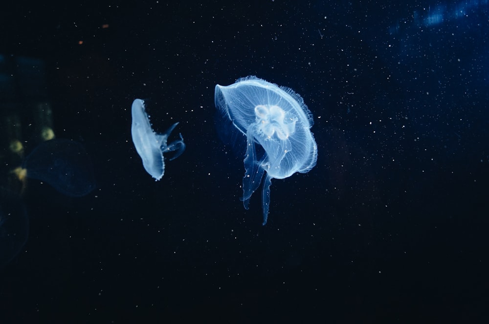 closeup photography of jellyfish