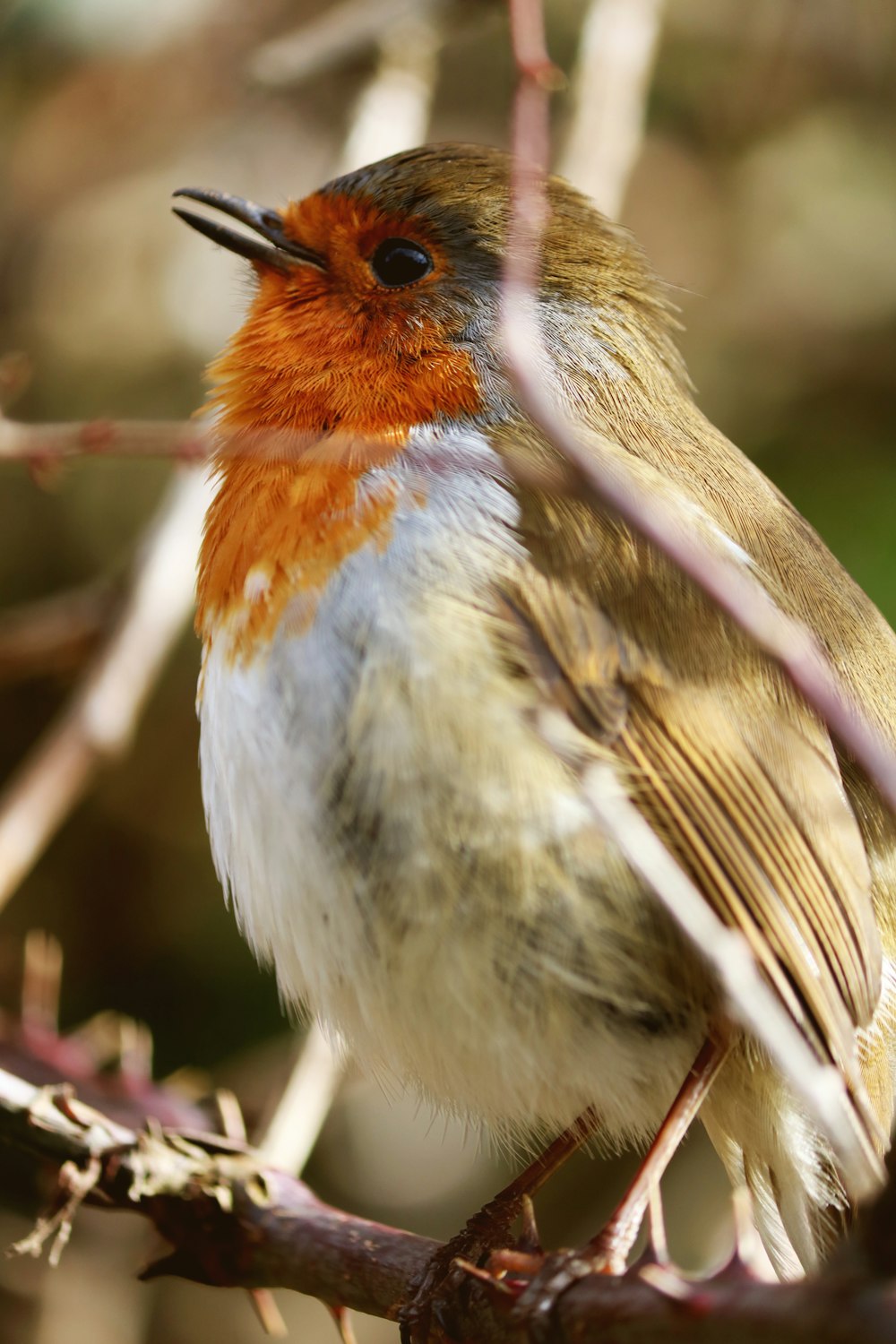 focused photo of white and red bird