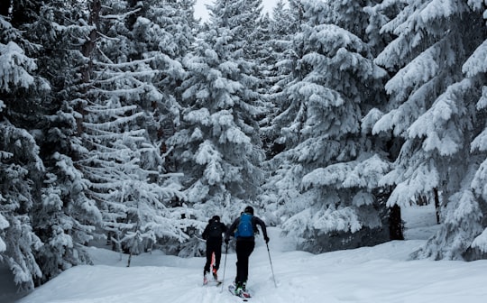 two people skiing on snow near pinetrees in La Clusaz France