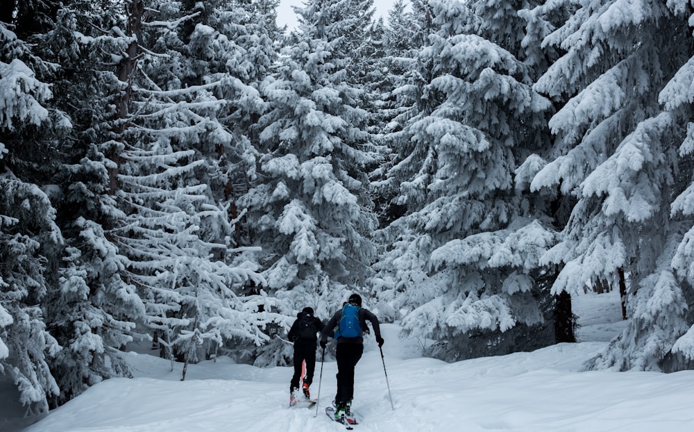 소나무 근처에서 눈 위에서 스키를 타는 두 사람
