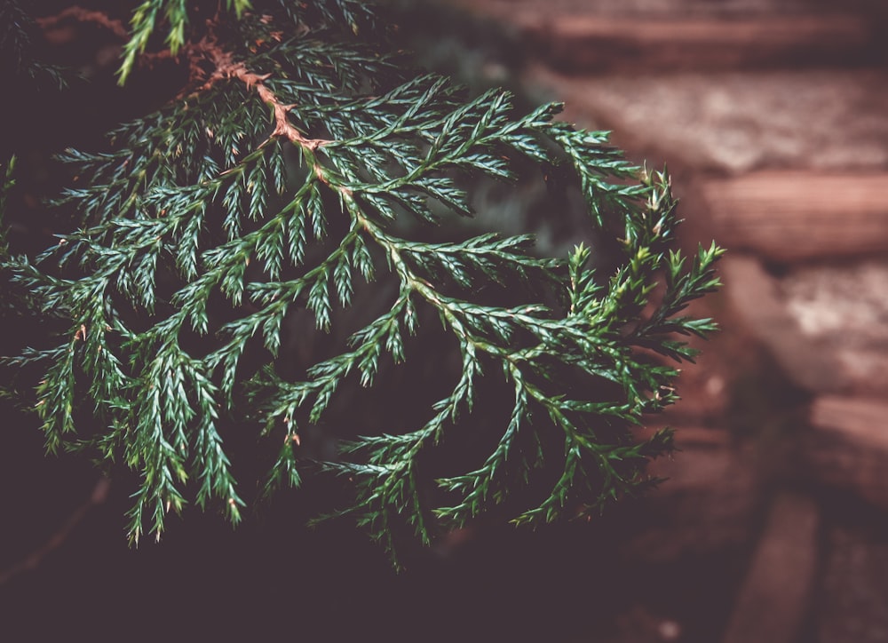 closeup photo of green leaf plant